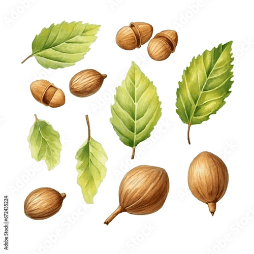 Green watercolor hazel nut with herb leaves on white background
