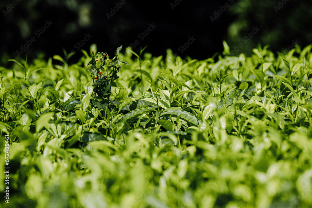 Lush green tea plantation path under Uganda's blue sky Lush green tea plantation path under Uganda's blue sky