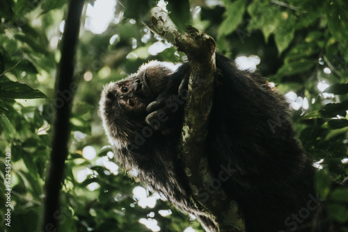 Chimpanzees in forest in Uganda