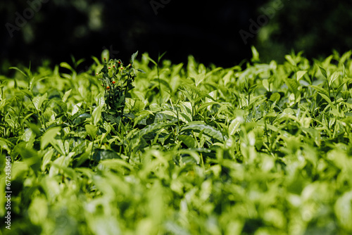 Lush green tea plantation path under Uganda's blue sky