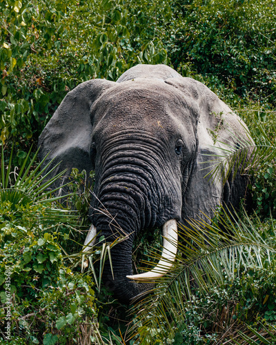 African Elephant in lush green bushes in Queen Elizabeth National Park  Uganda