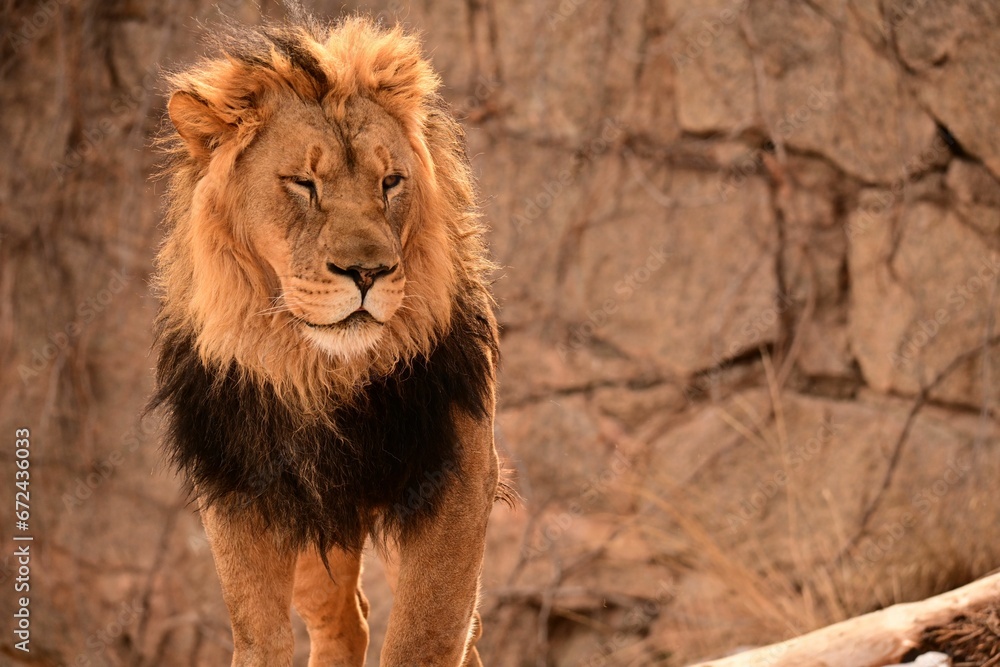 Close-up shot of a lion standing on a rocky surface in its natural habitat Close-up shot of a lion standing on a rocky surface in its natural habitat