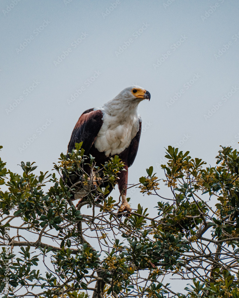 Fototapeta premium Perched African Fish Eagle surveying the Ugandan landscape