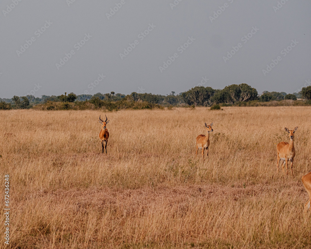 Impala grazing in the savannah grass, Uganda