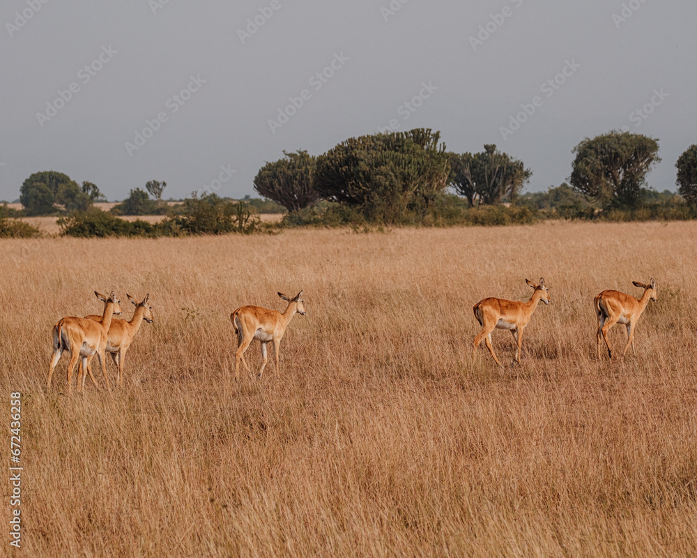 Impala grazing in the savannah grass, Uganda Impala grazing in the savannah grass, Uganda