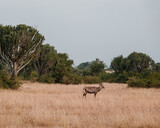 Solitary waterbuck roaming the savanna grasslands of Uganda