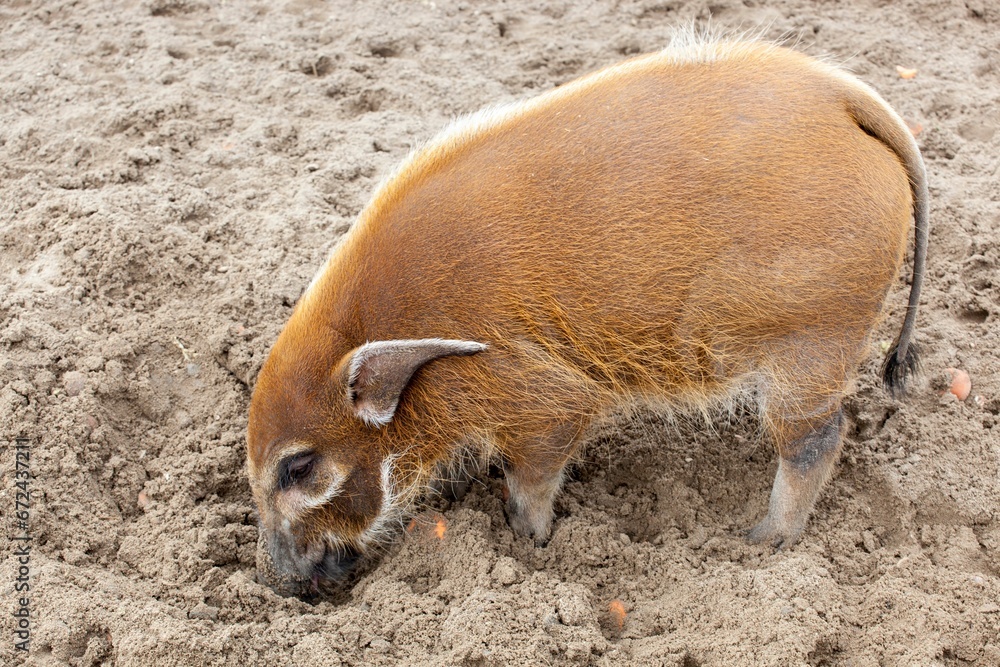 Small brown pig standing on its head in the sand Small brown pig standing on its head in the sand