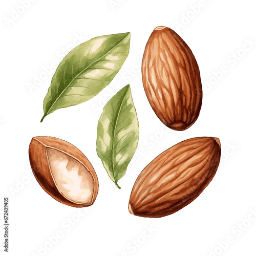 Green watercolor almond nut with herb leaves on white background