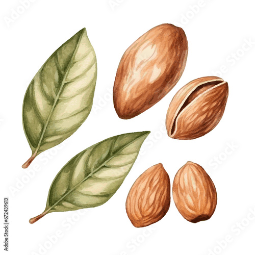 Green watercolor almond nut with herb leaves on white background