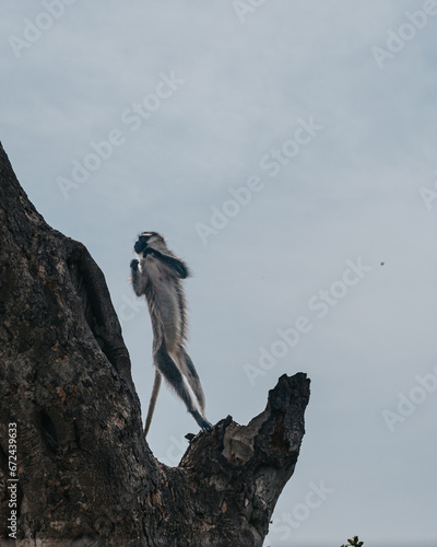 Vervet Monkey in Uganda