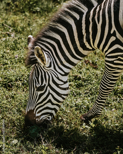 Plain Zebra in Uganda  Africa 