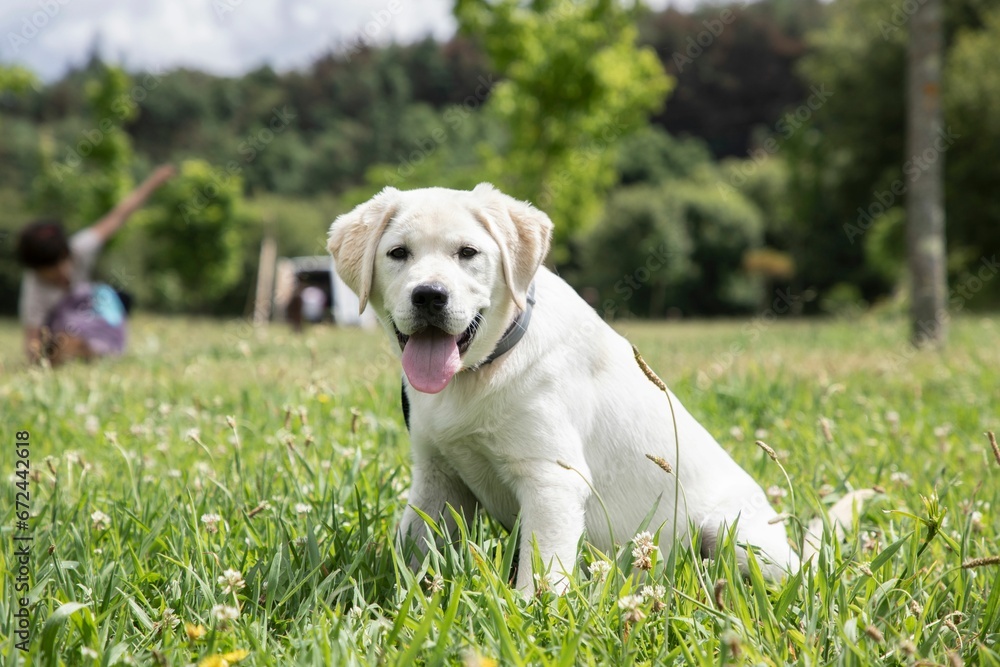 Retriever dog sitting contentedly in a lush green grassy park, enjoying the sunny day outdoors Retriever dog sitting contentedly in a lush green grassy park, enjoying the sunny day outdoors