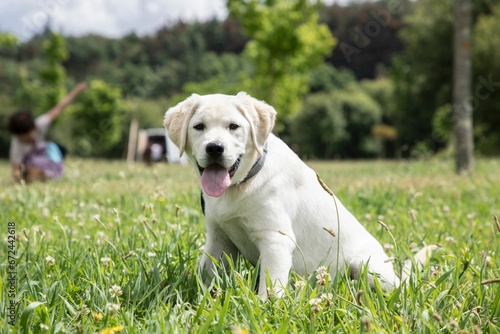 Retriever dog sitting contentedly in a lush green grassy park, enjoying the sunny day outdoors