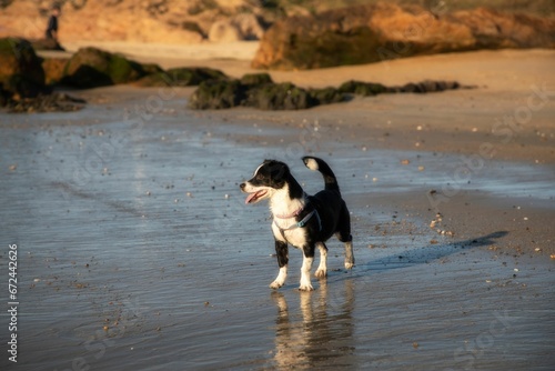 Beautiful shot of a black white dog with a harness on a beach