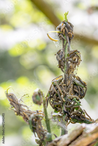 Many larvae of the spindle ermine (Yponomeuta cagnagella) photo