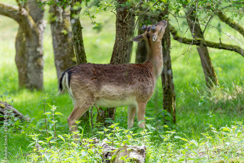 A fallow deer feasts on the young leaves in a park near Vogelenzang, the Netherlands photo