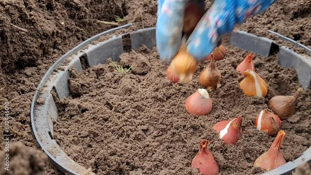 How to plant tulip bulbs. Autumn planting of tulip bulbs in a container close-up, protecting the bulbs from field mice How to plant tulip bulbs. Autumn planting of tulip bulbs in a container close-up, protecting the bulbs from field mice