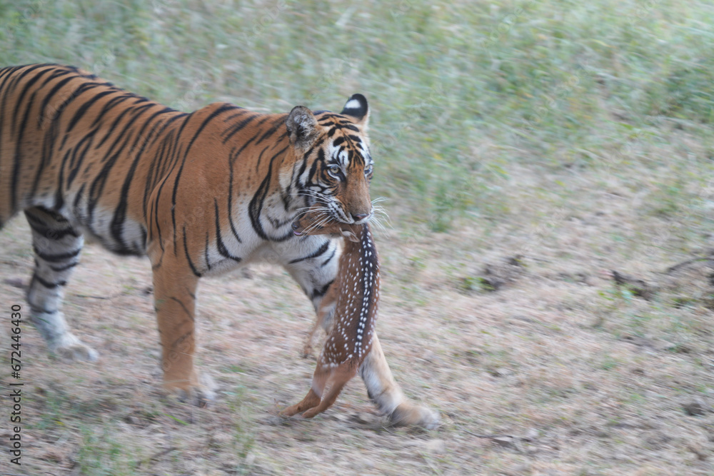 Obraz premium Tiger in Ranthambhore with a kill