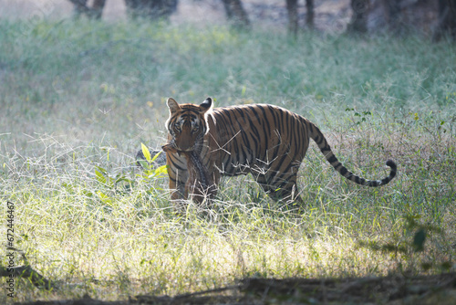 Tiger in Ranthambhore catching chital deer photo