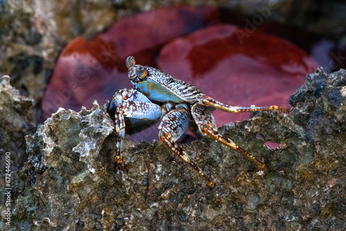 Patterned crab (possibly Grey Swimming Crab) crawling on lava rocks, on the beach in Aruba. 
