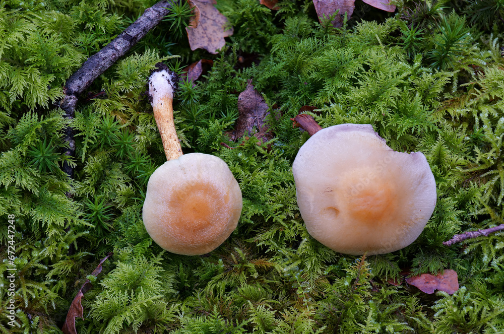 Φωτογραφία Vergleich Grünblättriger Schwefelkopf (HYPHOLOMA FASCICULARE), Rauchblättriger S