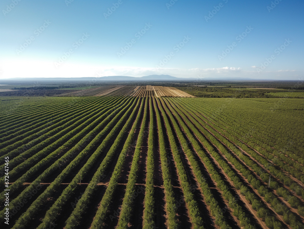 Drone images show rows of plantations seen from above. A sunny day with a blue sky Drone images show rows of plantations seen from above. A sunny day with a blue sky