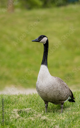 Canada goose in the park © Don Nikola