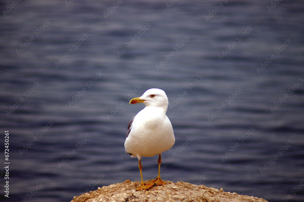 Ritratto di un gabbiano in posa sulla costa del mare Adriatico