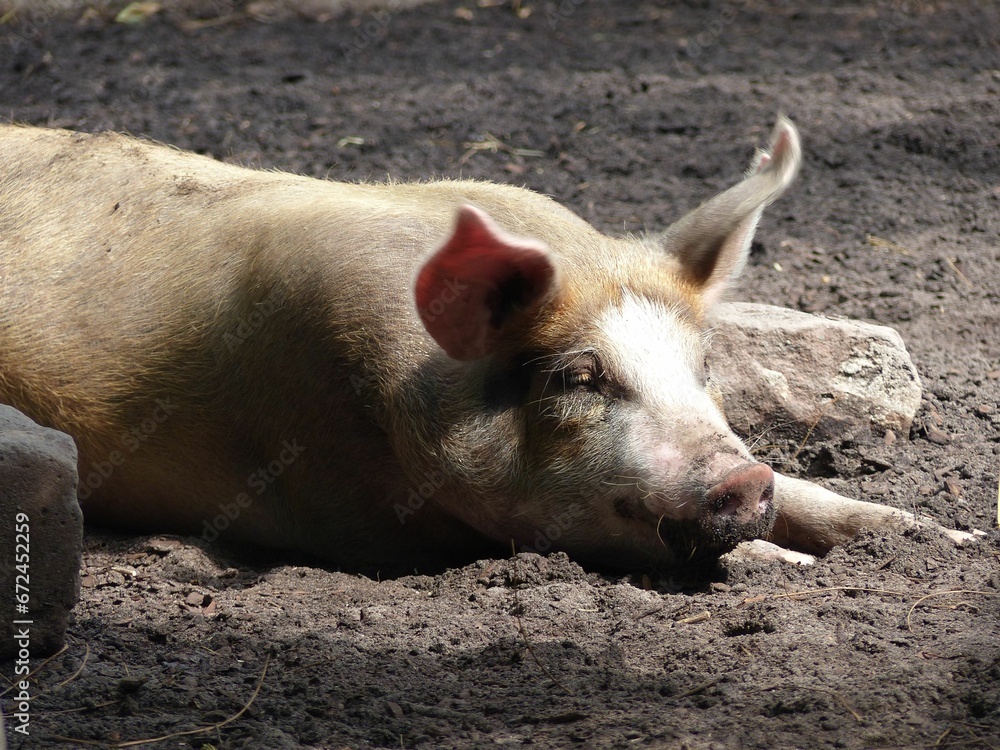 a pig is resting on some dirt in the sun and looks at something a pig is resting on some dirt in the sun and looks at something
