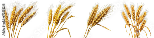 An ear of wheat Hyperrealistic Highly Detailed Isolated On Transparent Background Png File photo