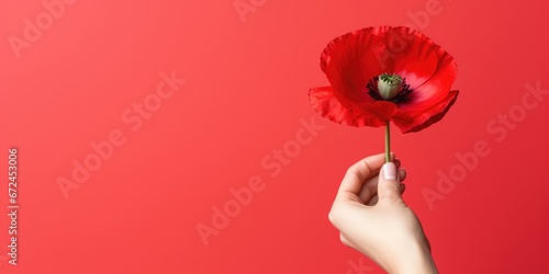 Banner with hand holding red poppy flower, symbol for remembrance, memorial, anzac day photo