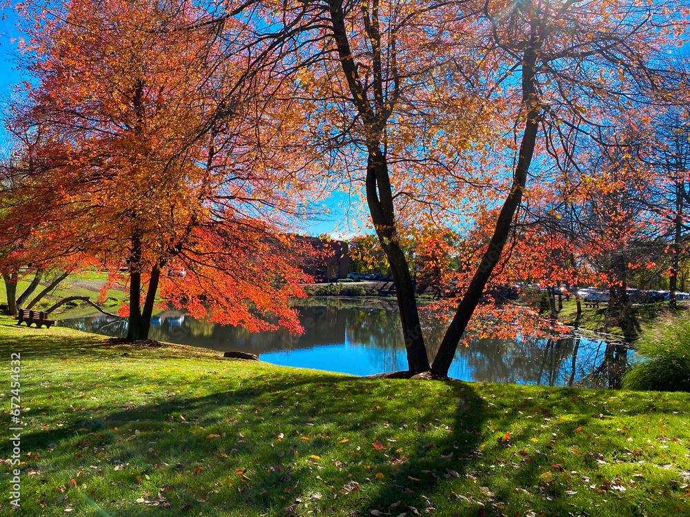 Scenic view of a tree by the side of a pond during peak fall season. Backlit tree with bright orange leaves next to a body of water. 