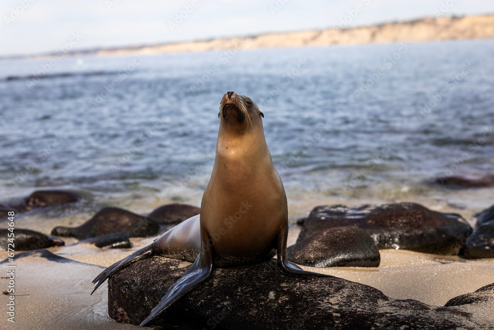 Fototapeta premium Seal at San Diego Beach