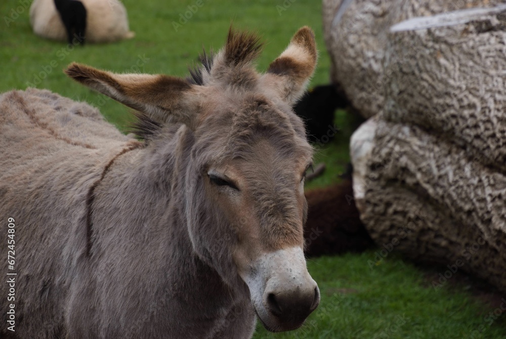 Close-up view of a content Cotentin donkey standing peacefully in a grassy meadow Close-up view of a content Cotentin donkey standing peacefully in a grassy meadow