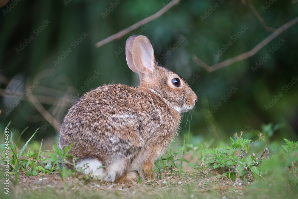 Grey small hare eating grass on summer field. Wild rabbit in nature Grey small hare eating grass on summer field. Wild rabbit in nature