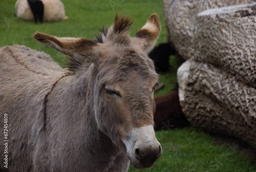 Close-up view of a content Cotentin donkey standing peacefully in a grassy meadow