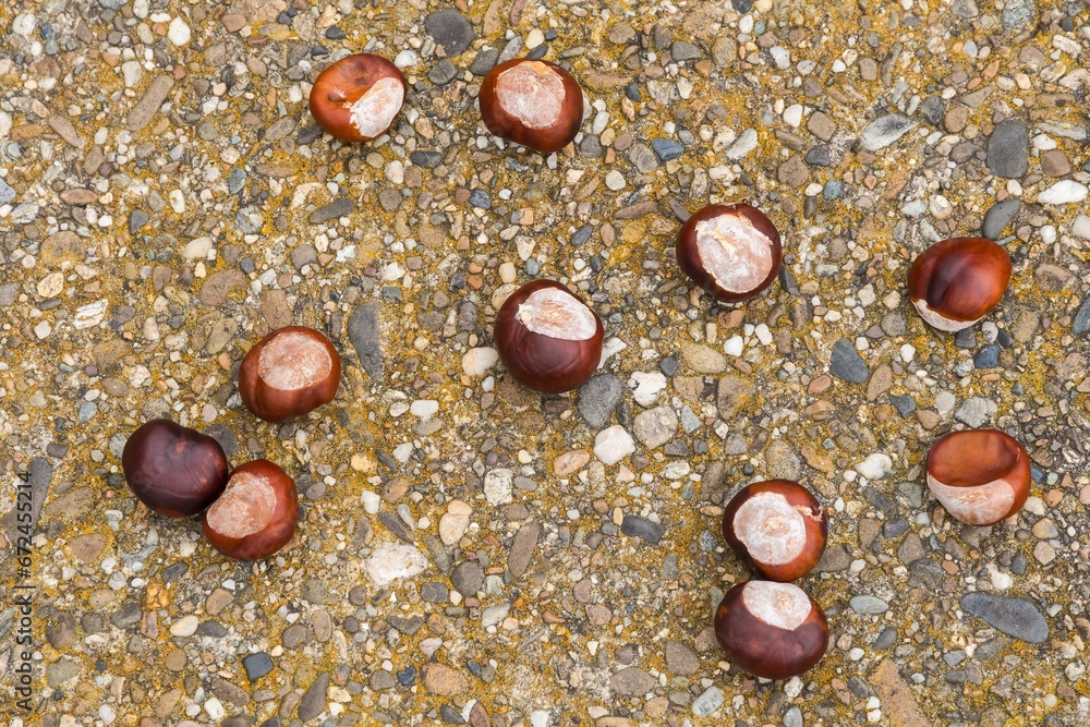 Obraz premium A Bunch of Chestnuts Scattered on the Wet Ground in Autumn