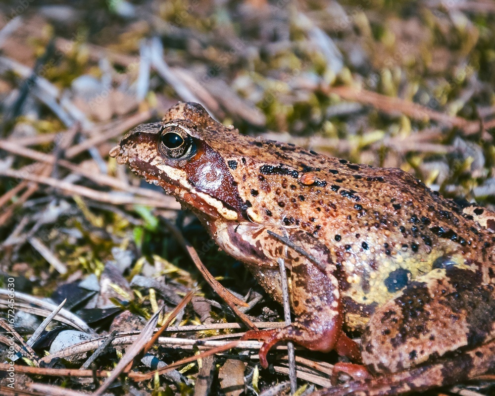 Fototapeta premium Closeup shot of an adorable brown frog perched on lush green grass in an outdoor setting