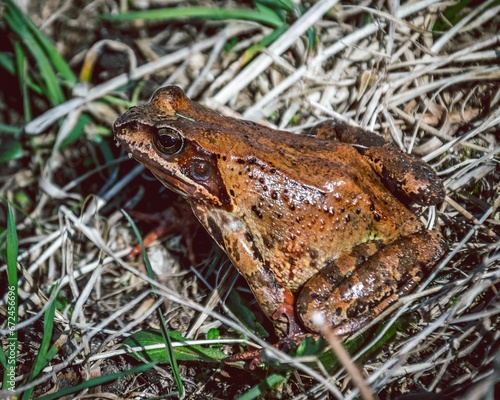 Closeup shot of an adorable brown frog perched on lush green grass in an outdoor setting