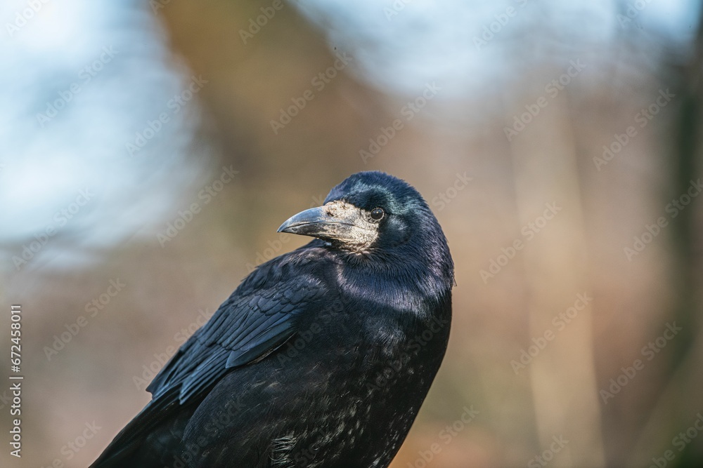 Fototapeta premium Black crow perched atop a wooden post, looking out into the distance with a contemplative expression