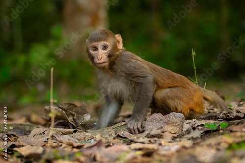 Adorable baby monkey is perched on a pile of lush green leaves in a forest