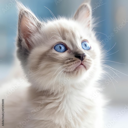 Portrait of a cute blue point Ocicat kitten looking up. Closeup face of an adorable blue Ocicat kitty at home. Portrait of little cat with fluffy fur sitting in a light room beside a window.