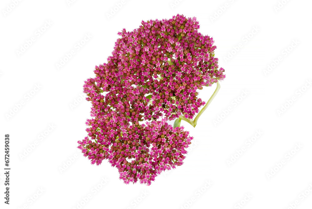 Fototapeta premium flowers isolated on white
