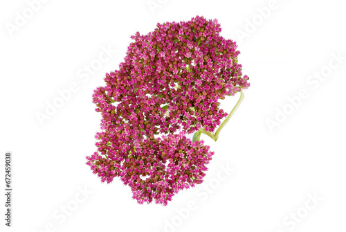 Wallpaper Mural flowers isolated on white Torontodigital.ca