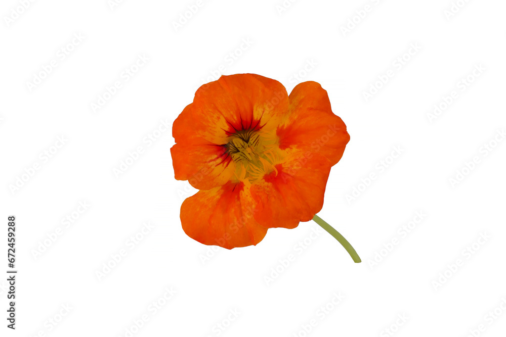 Naklejka premium Yellow nasturtium isolated on white background