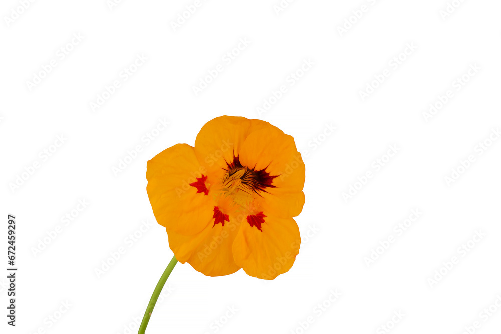 Fototapeta premium Yellow nasturtium isolated on white background