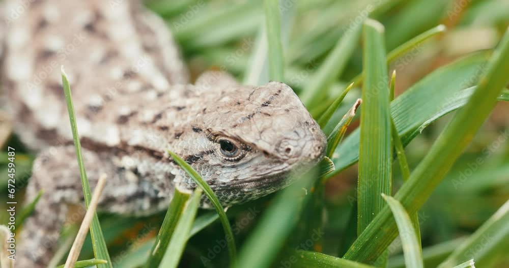 Macro of lizard in grass being still but moving its eyes a little Macro of lizard in grass being still but moving its eyes a little