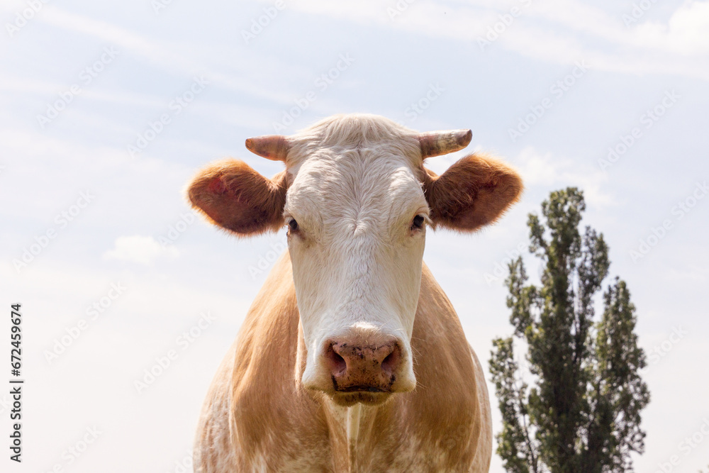Cow portrait against blue sky Cow portrait against blue sky