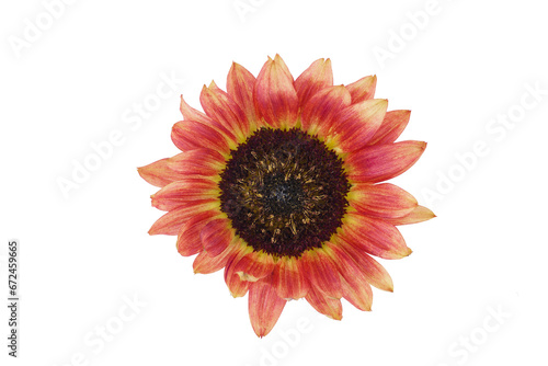 Yellow red sunflowers isolated on background