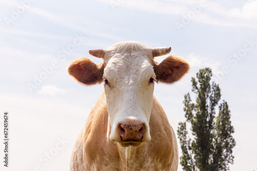 Cow portrait against blue sky photo